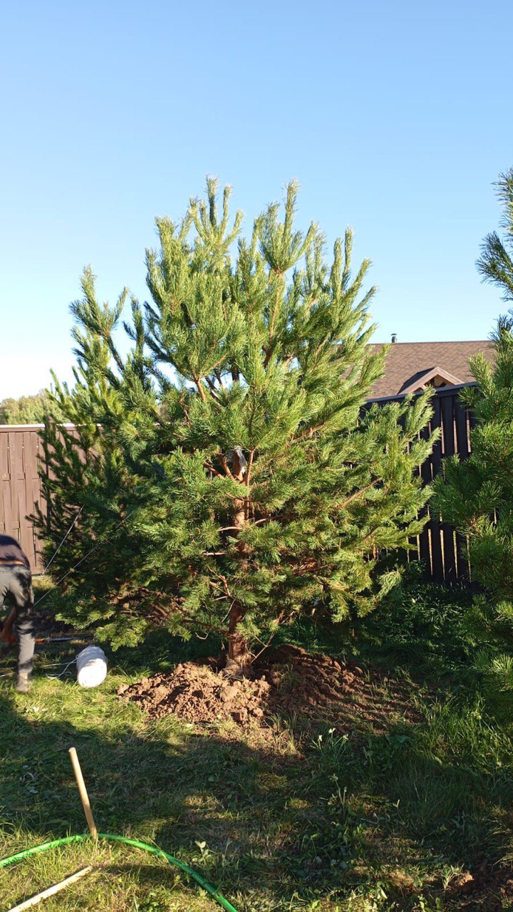 Сосна обыкновенная
Высота 4 – 5 метра